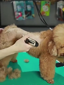 Kit Máquina de Tosar Profissional 11 Peças – Tosador para Cachorros e Gatos, Corte de Pelos Pet